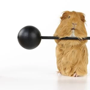 Guinea pig lifting weights