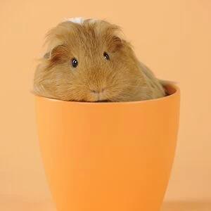 Guinea pig sitting in cup