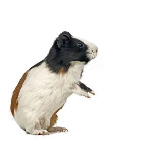 Guinea Pig Standing on hind legs