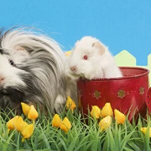 Guinea Pigs - two in garden setting with watering can and flowers