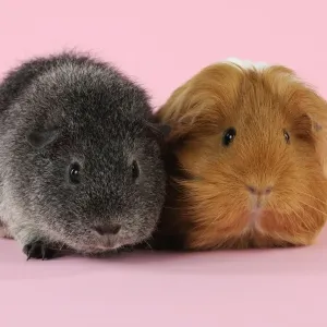 Guinea pigs sitting together Guinea pigs sitting together