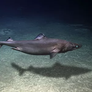 Gulper shark, Centrophorus granulosus, swimming close to sea bottom. A common deepwater dogfish of the outer continental shelves and upper slopes, below 200 m