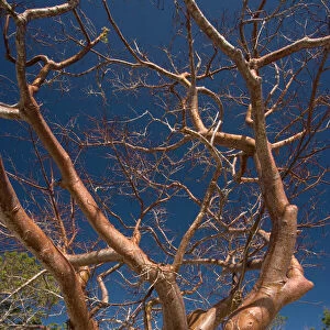 Gumbo limbo tree / Tourist tree. USA