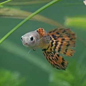Guppy / Millionfish - male - tropical freshwater – variant - originally South & Central America 002749