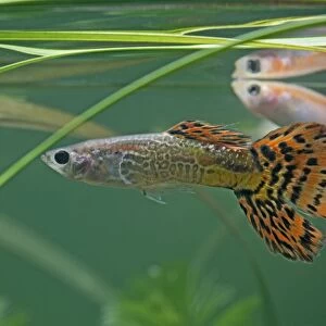 Guppy / Millionfish - males- tropical freshwater – variants - originally South & Central America 002750