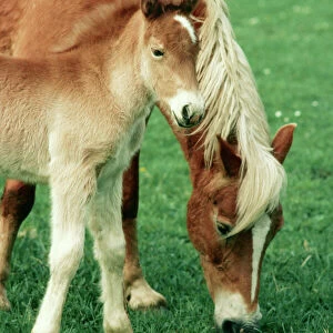 Haflinger Horse & pony Austria