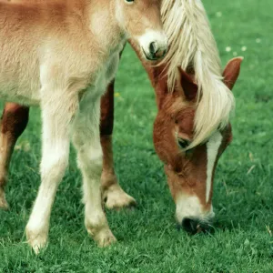 Haflinger Horse & pony Austria