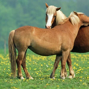 Haflinger Horses - grooming each other