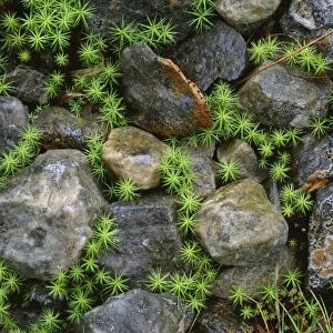 Hair Mosses - among Lichen-covered rocks Glencoe, Scotland