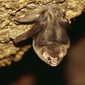 Hairy-Legged Vampire Bat NG 1401 Roosting in cave, Sao Paulo State Brazil. Diphylla ecaudata © Nick Gordon / ARDEA LONDON