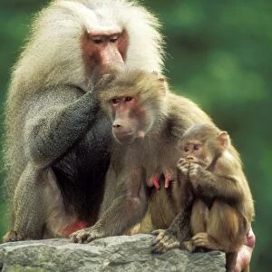 Hamadryas Baboons Family group, male delousing female