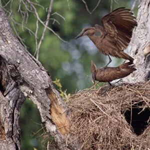 Hammerkop - at nest displaying Chobe, Botswana, Africa