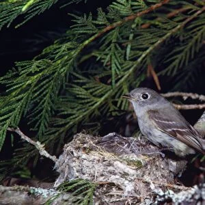 Hammond's Flycatcher Creston, British Columbia, Canada
