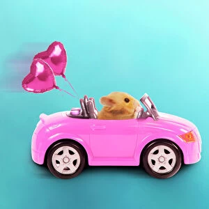 Hamster driving miniature sports convertible car with heart shaped balloons attached Digital Manipulation: car colour red to pink, background, balloons (JD)
