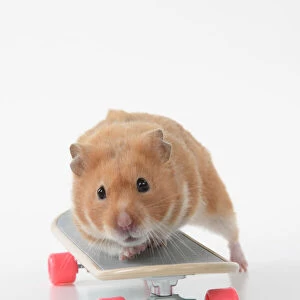 HAMSTER. Hamster on / with a scateboard, studio