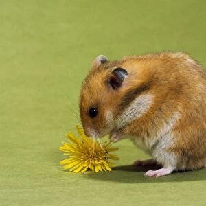 Hamster - mini