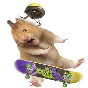 Hamster - with skateboard & helmet