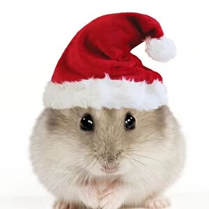 Hamster - wearing Christmas hat Digital Manipulation: Hat (Su)