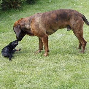 Hanover Hound and Westfalen Terrier Puppy, two hunting dogs playing on garden lawn, Germany