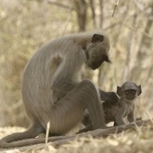 Hanuman / Grey / Common Langur monkeys - adult grooming young. Bandhavgarh NP, India