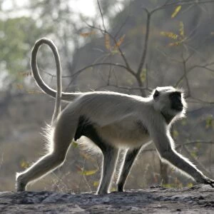 Hanuman Langur Monkey. Bandhavgarh National Park - India