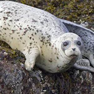 Harbor Seal - Katmai National Park - Alaska