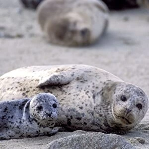 Harbor Seal - mother and young pup - Monterey Bay - CA