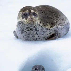 Harbor Seals TOM 604 Mother with young pup on ice flow (place where mother gives birth) LeConte Glacier, Alaska © Tom & Pat Leeson / ardea. com Harbor Seals TOM 604 Mother with young pup on ice flow (place where mother gives birth) LeConte Glacier, Alaska © Tom & Pat Leeson / ardea. com