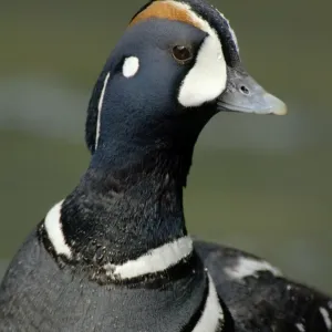 Harlequin Duck - By fast flowing mountain stream. Pacific Northwest, USA. Spring _TPL2509