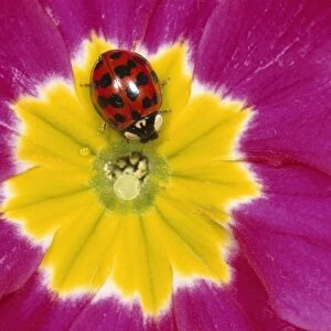 Harlequin Ladybird - deep red with black spots form