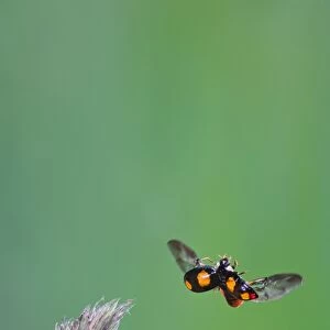 Harlequin Ladybird - in flight Bedfordshire UK 005320