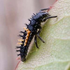 Harlequin Ladybird larva - UK