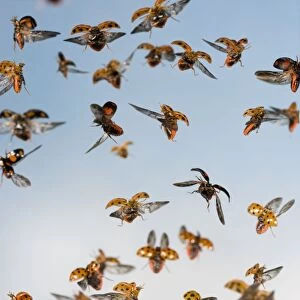 Harlequin Ladybird - swarm in flight Bedfordshire UK 005306