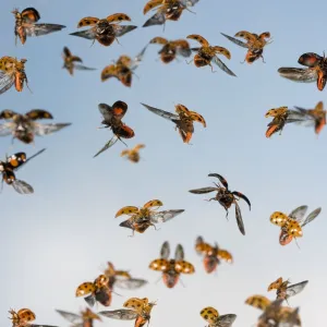 Harlequin Ladybird - swarm in flight Bedfordshire UK 005306