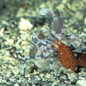 This harlequin shrimp (Hymenocera picta) is feeding on a sea star (Fromia sp). Great Barrier Reef Australia. (Aquarium shot)