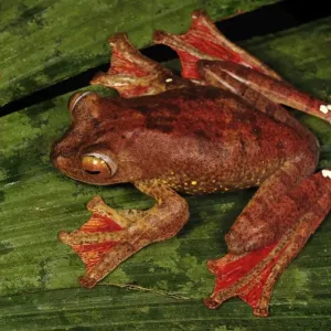 Harlequin Tree Frog - Forest Research institute of Malaysia - West Malaysia Harlequin Tree Frog - Forest Research institute of Malaysia - West Malaysia