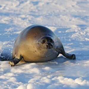 Harp Seal - Adult female emerging from a hole in the ice Magdalen Islands Quebec Canada
