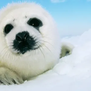 Harp Seal Pup