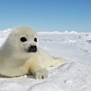 Seals