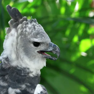 Harpy Eagle Belize