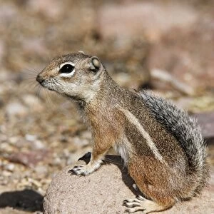 Harris Antelope Squirrel