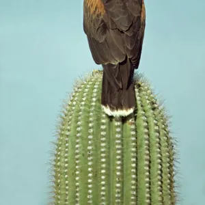 Harris Hawk (Parabuteo unicinctus)-Arizona, USA -Perched on saguaro cactus-group hunters-raptor-desert dwellers