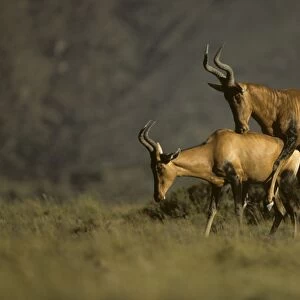 Hartebeest / Kongoni - Pair mating - South Africa