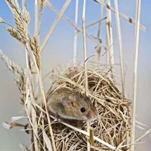 Harvest mice - on nest Bedfordshire UK 005904