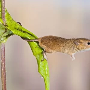 Harvest mice - on teasel - using tail to grip Bedfordshire UK