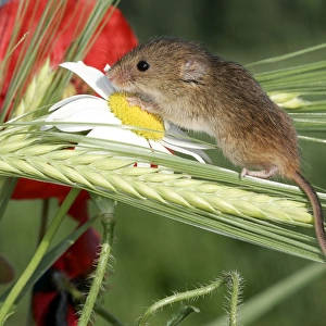 Harvest Mouse - balancing on plants. Alsace France