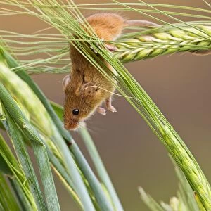 Harvest Mouse - in barley - Bedfordshire UK 14414