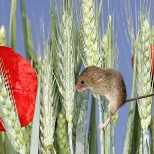 Harvest Mouse - climbing wheat ears and poppies. Alsace France