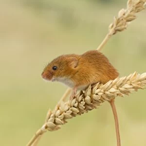 Harvest Mouse - climbing on wheat looking for food- July - Staffordshire - England