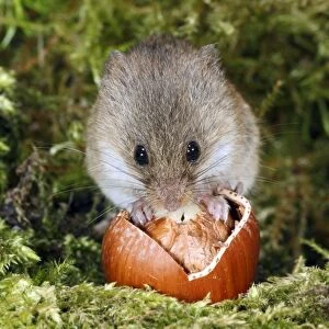 Harvest Mouse - feeding on hazel nut, Lower Saxony, Germany